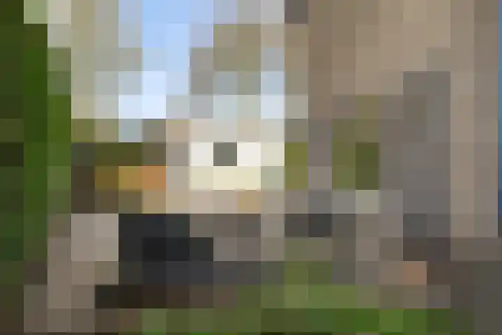 Eekhoornstraat 31 Breda thumbnail 38