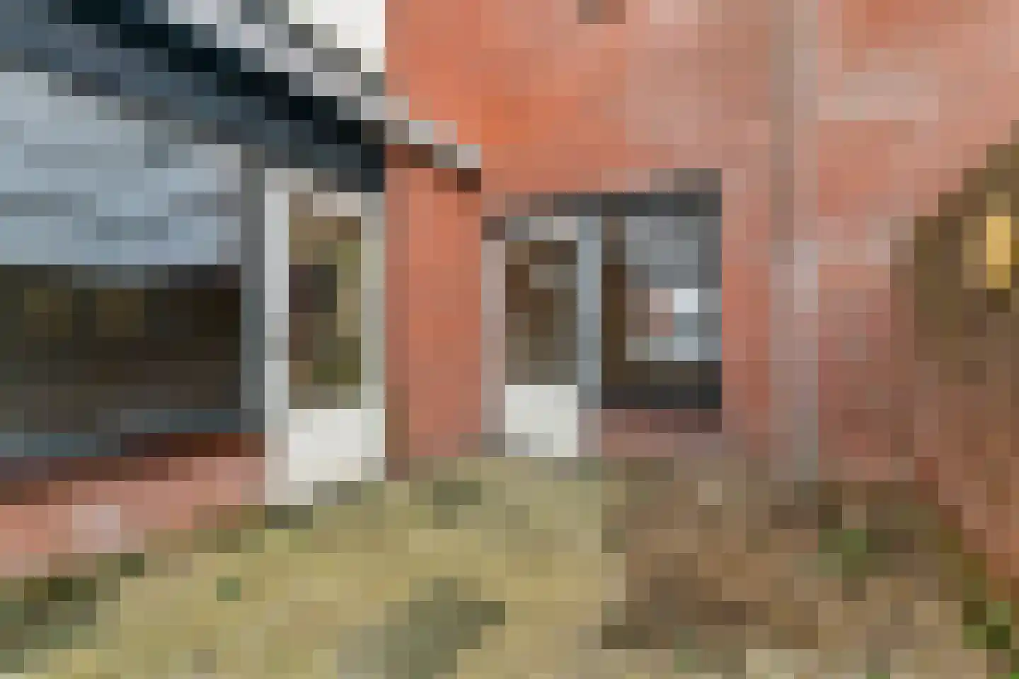 Eekhoorntjesbrood 40 Alphen aan den Rijn thumbnail 28