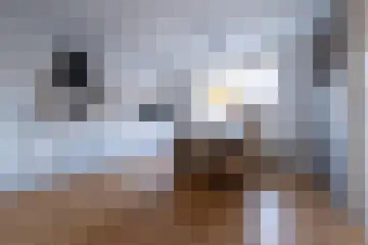 Eekschillerspad 16 Nieuw-Roden thumbnail 7