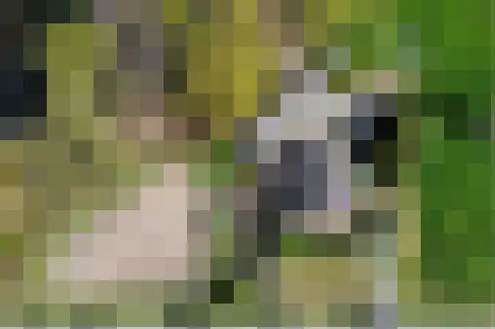 Eekterweg 3 Vaassen thumbnail 44