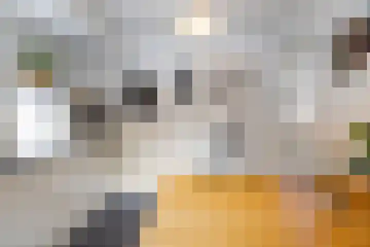 Eelserstraat 5 Beringe thumbnail 13