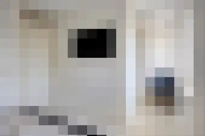 Eeltsjebaes 18 Joure thumbnail 24