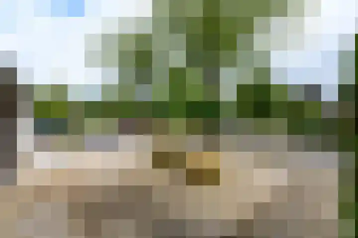 Eeltsjebaes 75 Joure thumbnail 35