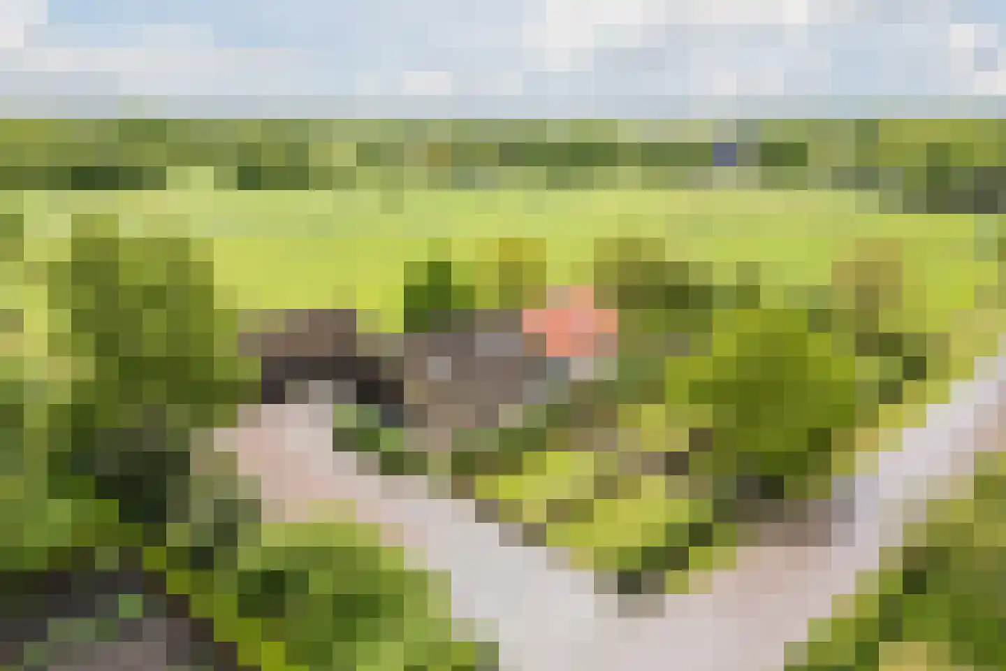 Eemster 55 Dwingeloo thumbnail 54