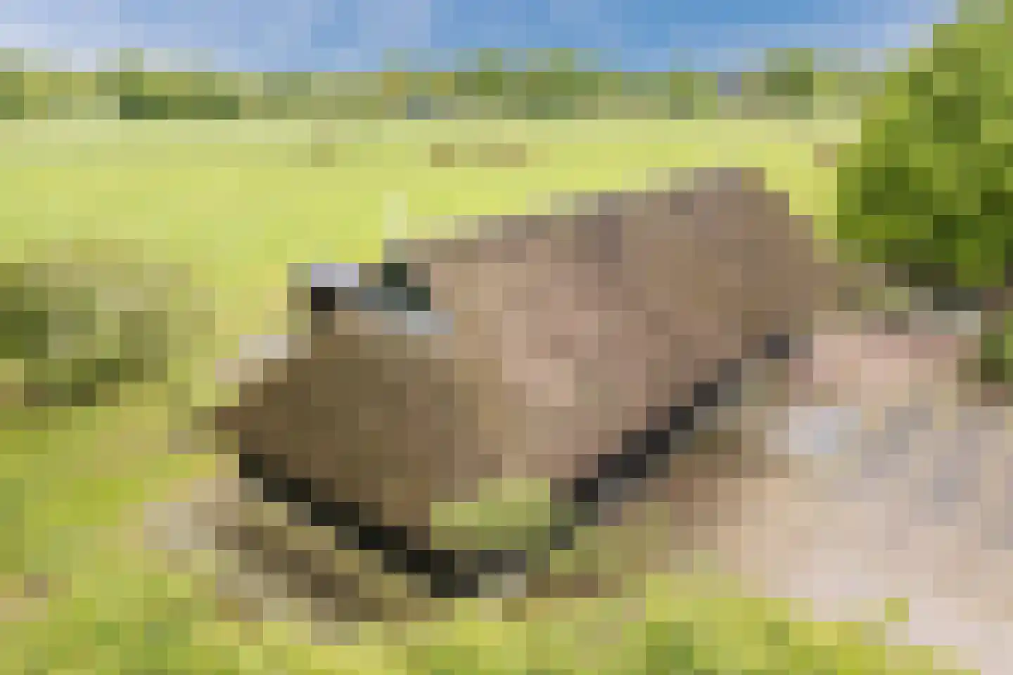 Eemster 55 Dwingeloo thumbnail 67