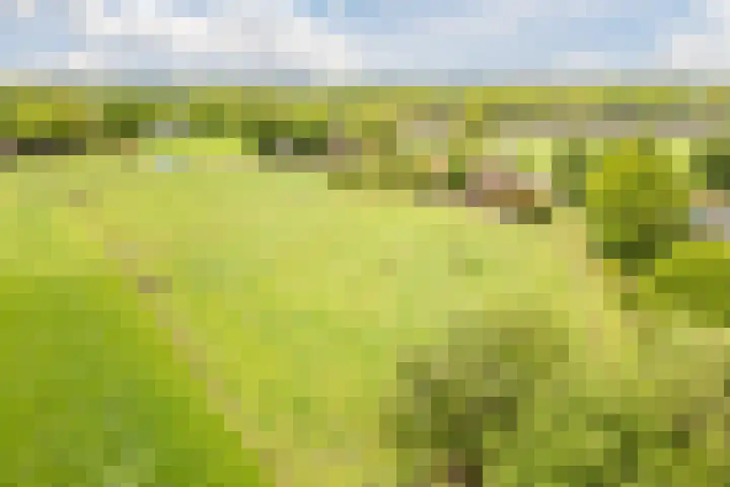 Eemster 55 Dwingeloo thumbnail 75