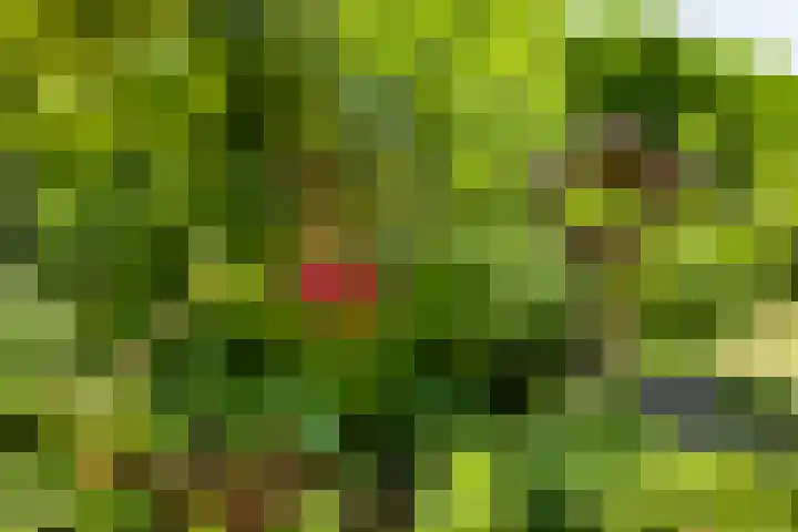 Eemstraat 9 Nieuwendijk thumbnail 35