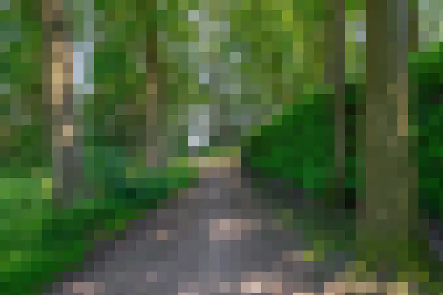 Eendekooi 30 Drunen thumbnail 61