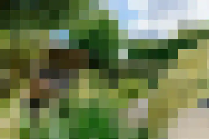 Eendekroos 100 Drachten thumbnail 58