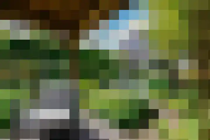 Eendekroos 100 Drachten thumbnail 62