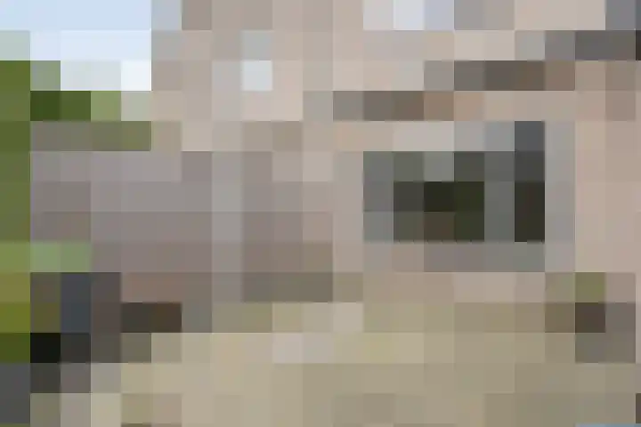 Eendekroos 24 Hardenberg thumbnail 34