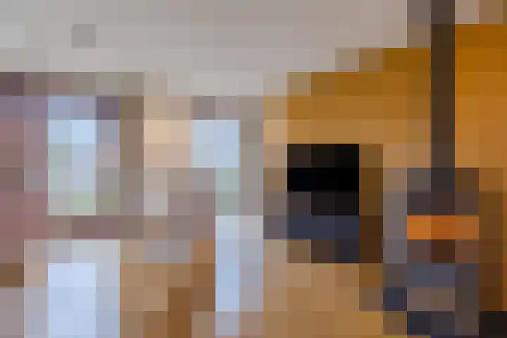 Eendenbrink 37 Den Haag thumbnail 11