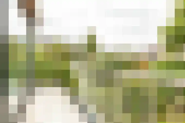 Eendendreef 14 Bleiswijk thumbnail 19