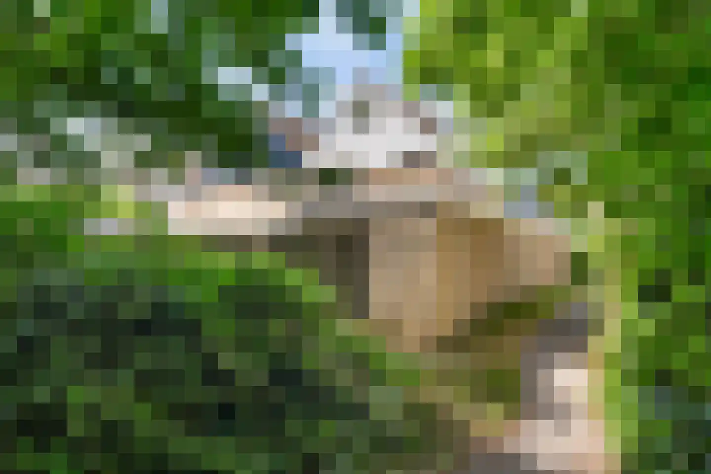Eendenkooi 16 Heerenveen thumbnail 17