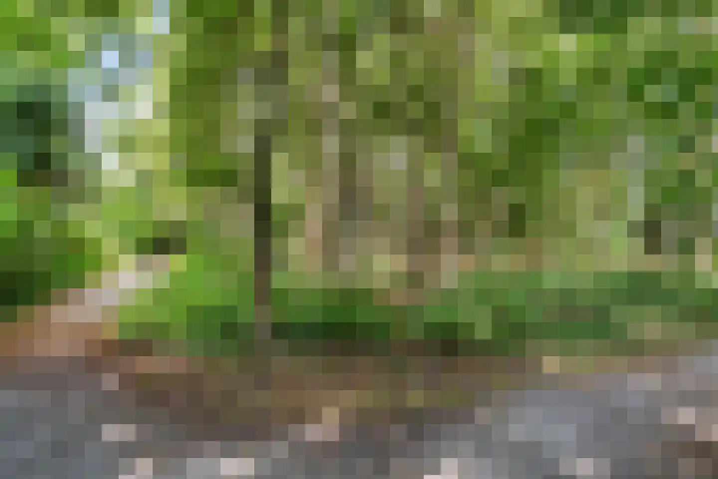Eendenkooi 16 Heerenveen thumbnail 18
