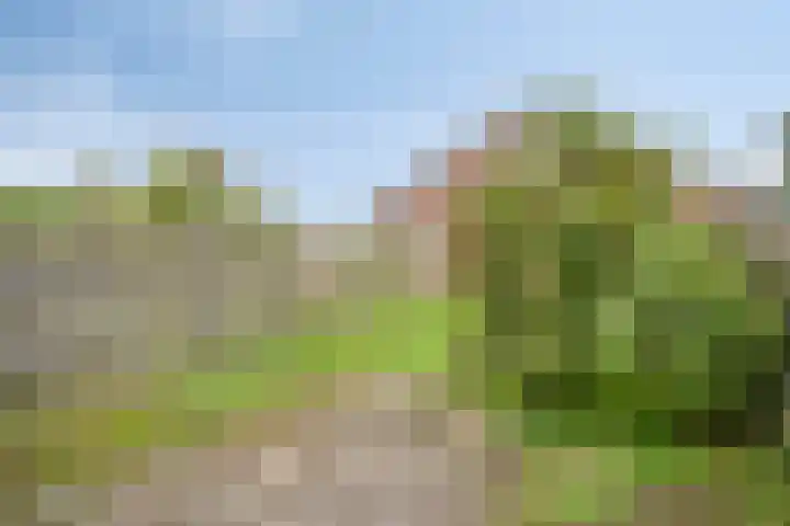 Eendenkooi 18 Delfzijl thumbnail 10