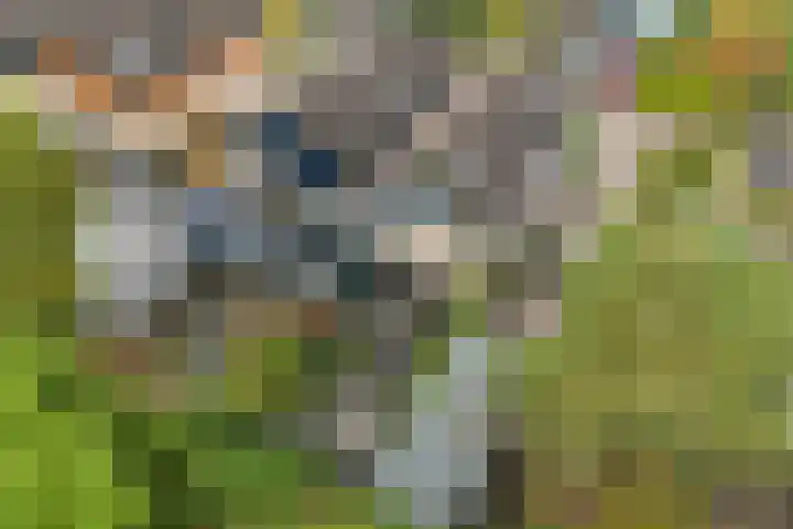 Eendenkooi 28 Heerenveen thumbnail 40