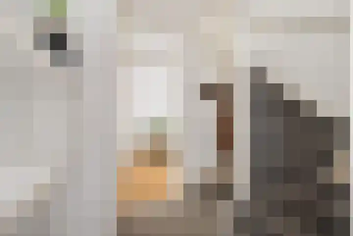Eendenkooi 28 Heerenveen thumbnail 7