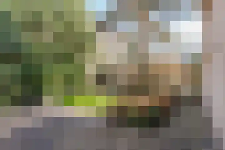 Eendenkooi 30 Heerenveen thumbnail 38