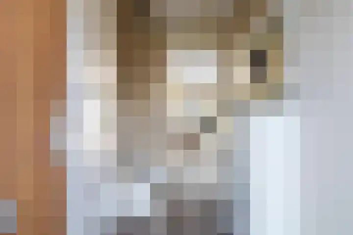 Eendenkooi 79 Alphen aan den Rijn thumbnail 12