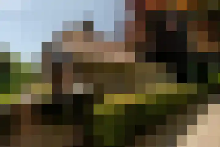 Eendenpoel 2 Oirschot thumbnail 36