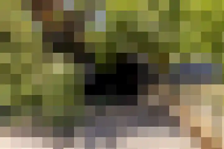 Eendenpoel 2 Oirschot thumbnail 37