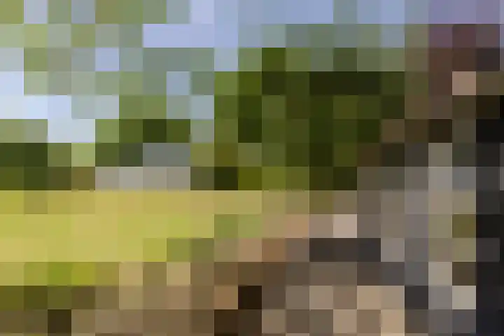 Eendenpoel 2 Oirschot thumbnail 39