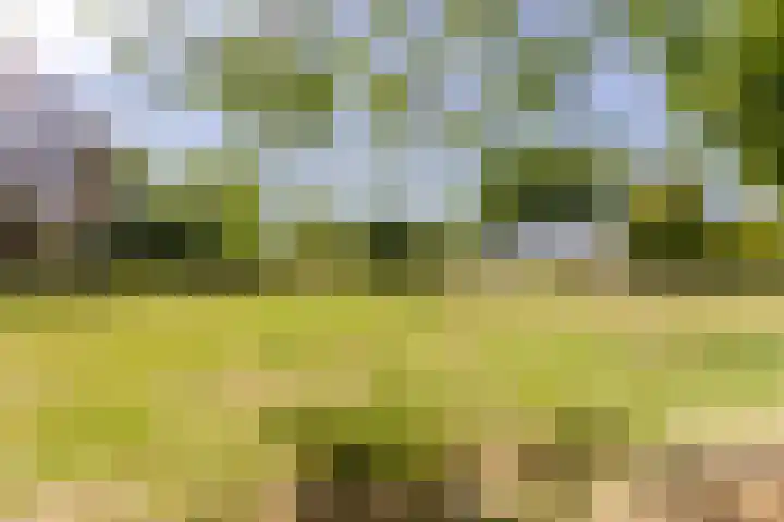 Eendenpoel 2 Oirschot thumbnail 43