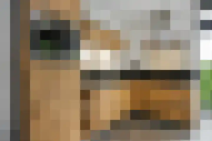 Eendrachtsdijk 2 a Zevenhuizen thumbnail 13