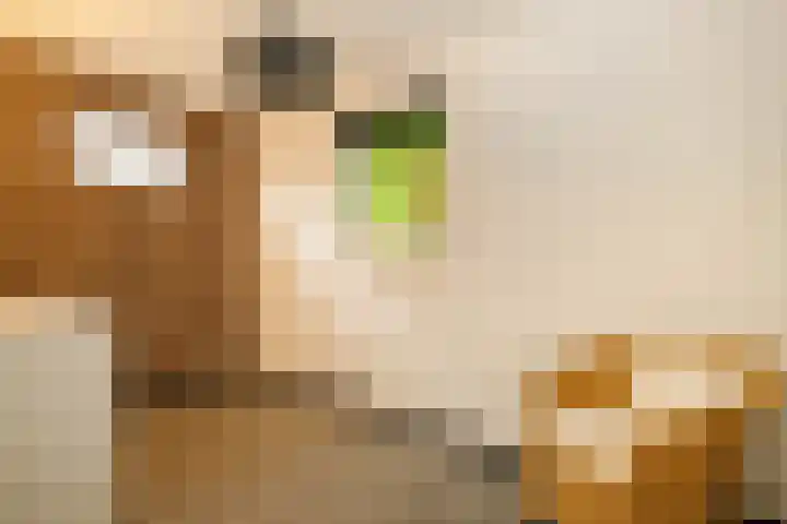 Eendrachtsdijk 2 a Zevenhuizen thumbnail 20