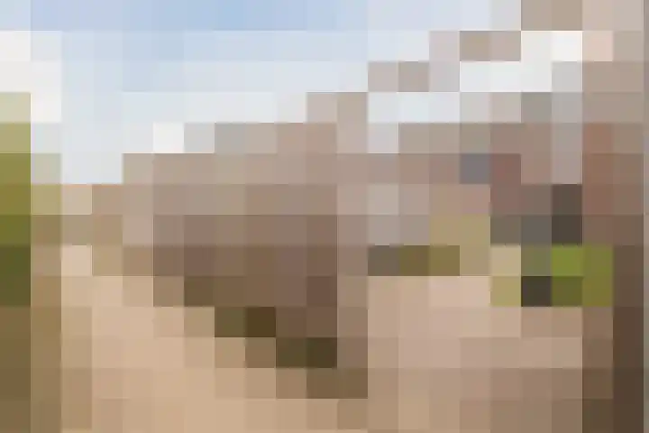 Eenkoorn 28 Haren Gn thumbnail 25