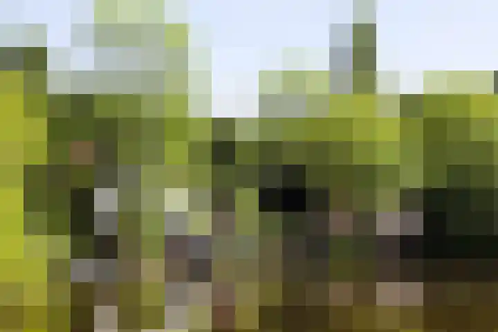 Eerste Atjehstraat 110 2 Amsterdam thumbnail 18