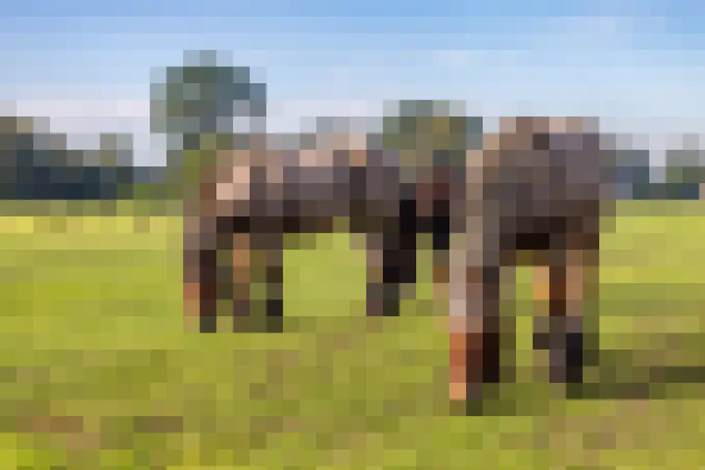Eerste Blokweg 19 Vroomshoop thumbnail 20