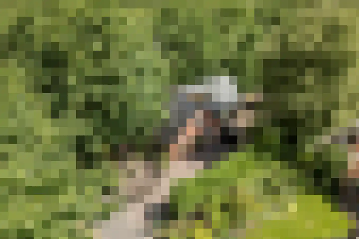 Eerste Blokweg 92 Vroomshoop thumbnail 39