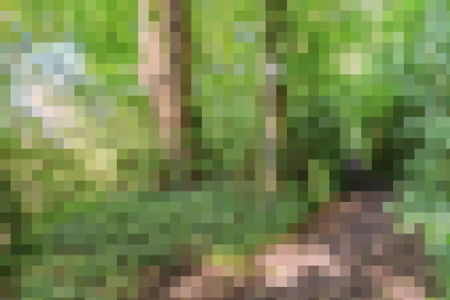 Eerste Blokweg 92 Vroomshoop thumbnail 58
