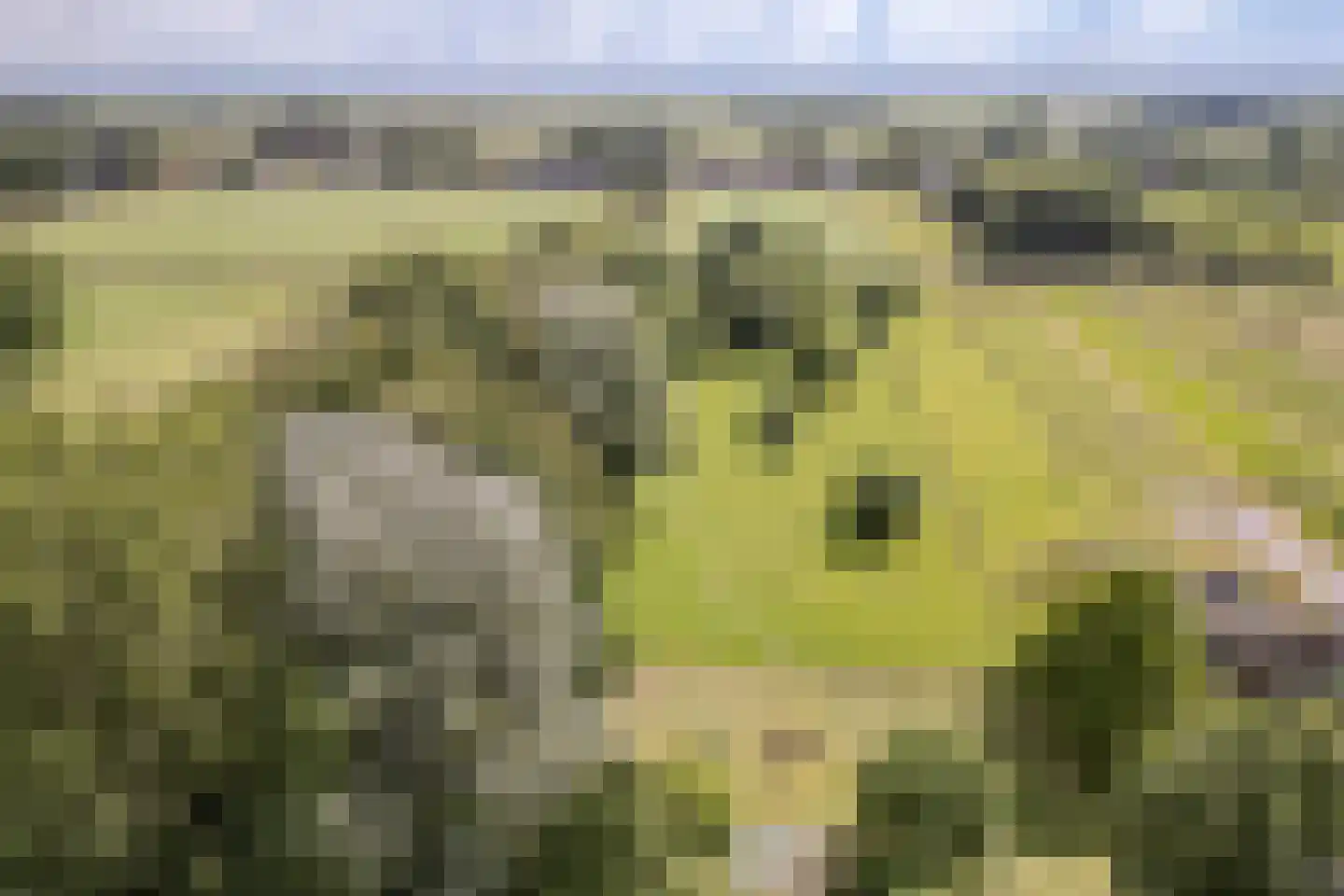 Eerste Blokweg 92 Vroomshoop thumbnail 6