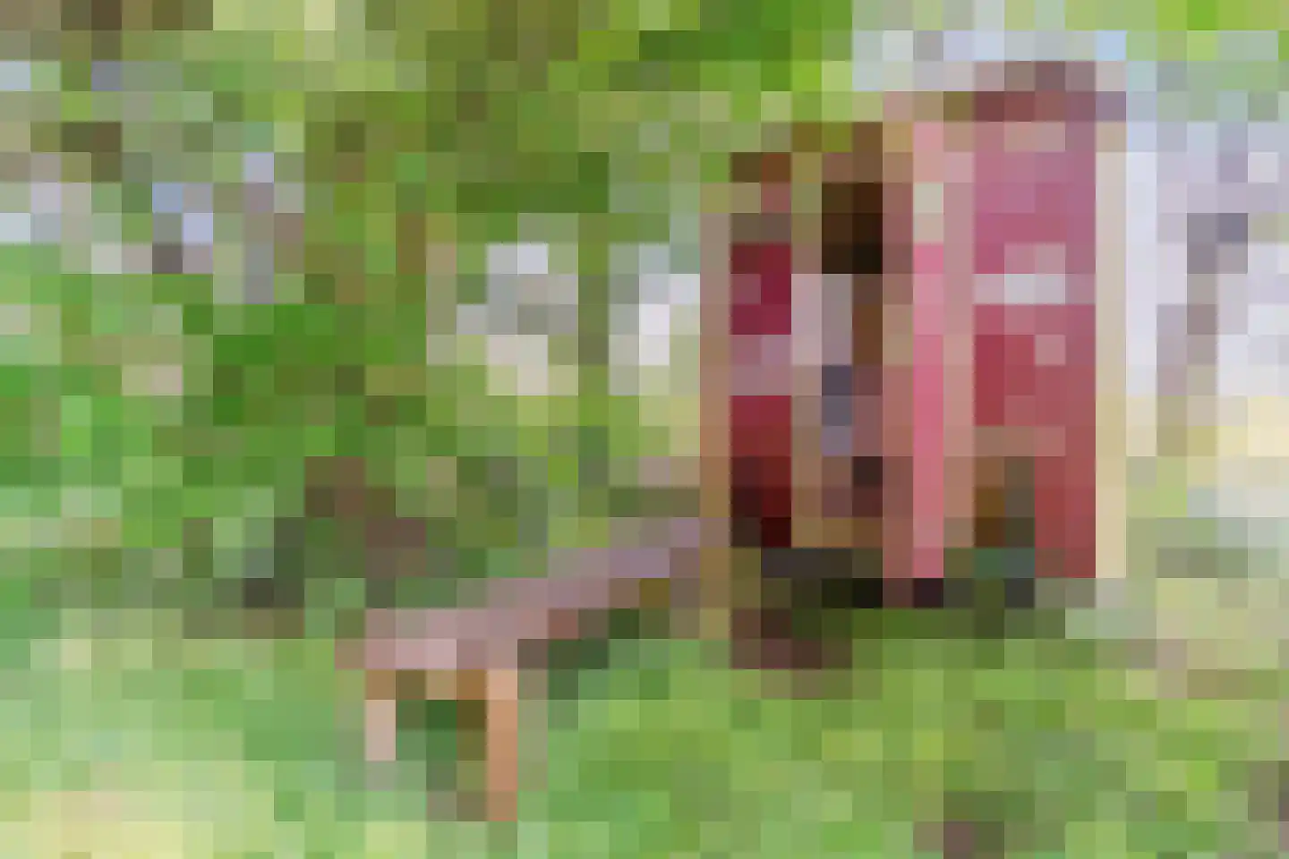 Eerste Blokweg 92 Vroomshoop thumbnail 60