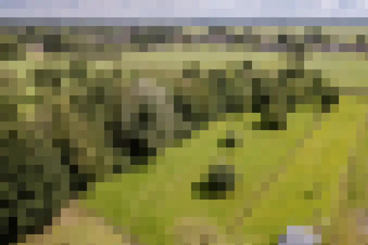 Eerste Blokweg 92 Vroomshoop thumbnail 65