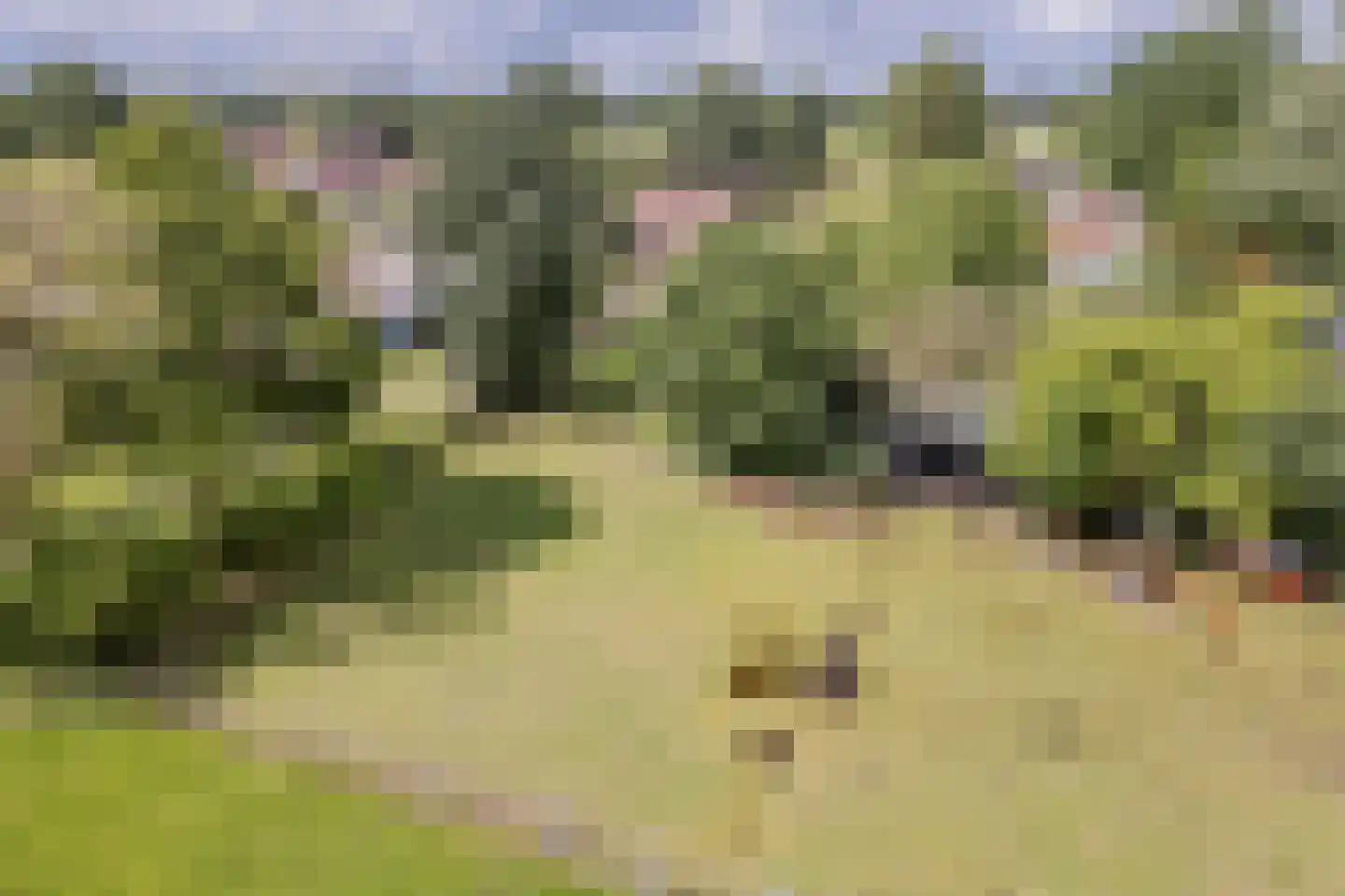 Eerste Blokweg 92 Vroomshoop thumbnail 69