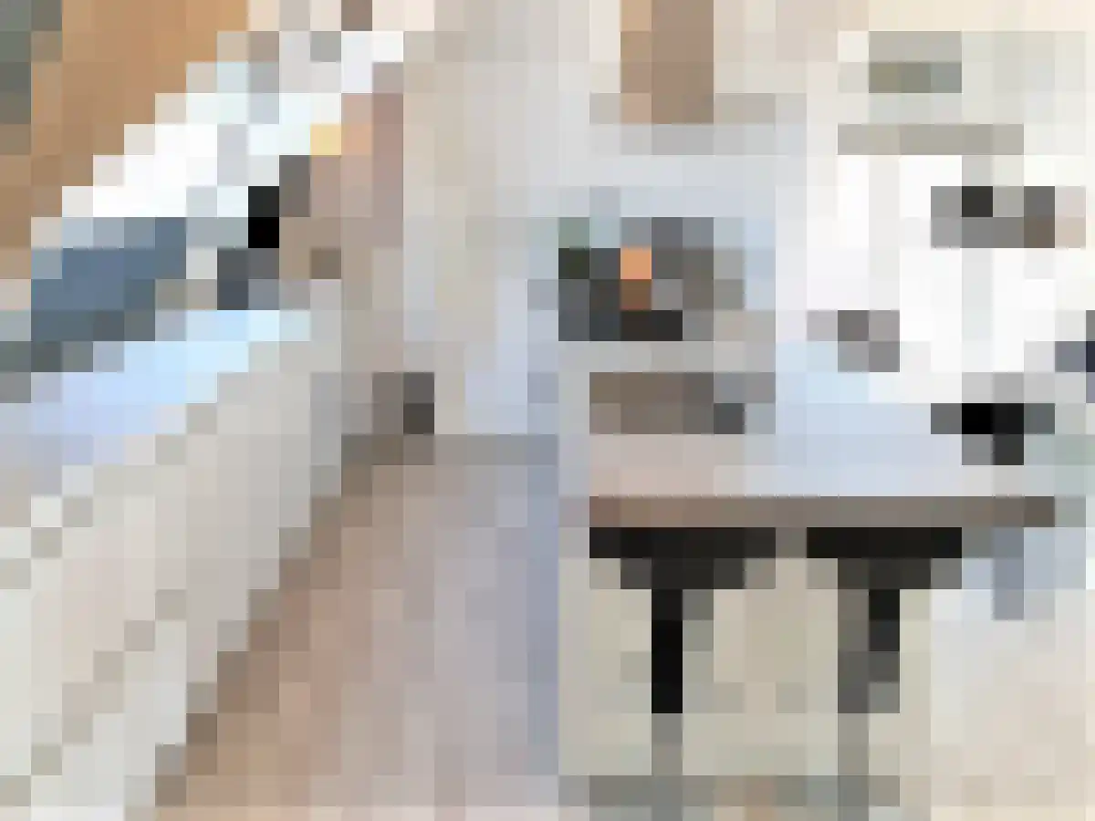 Eerste Boerhaavestraat 9 Amsterdam thumbnail 6