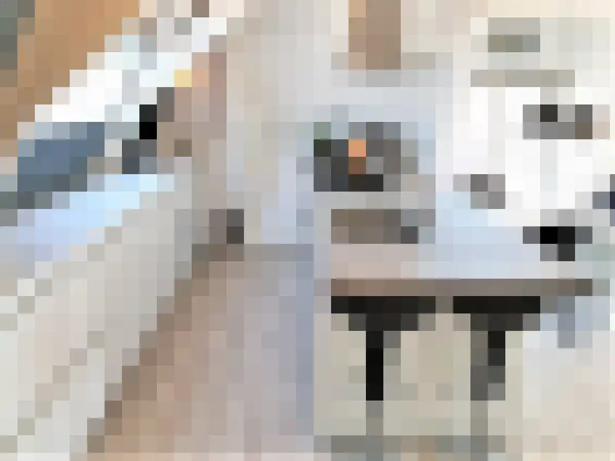 Eerste Boerhaavestraat 9 Amsterdam thumbnail 6