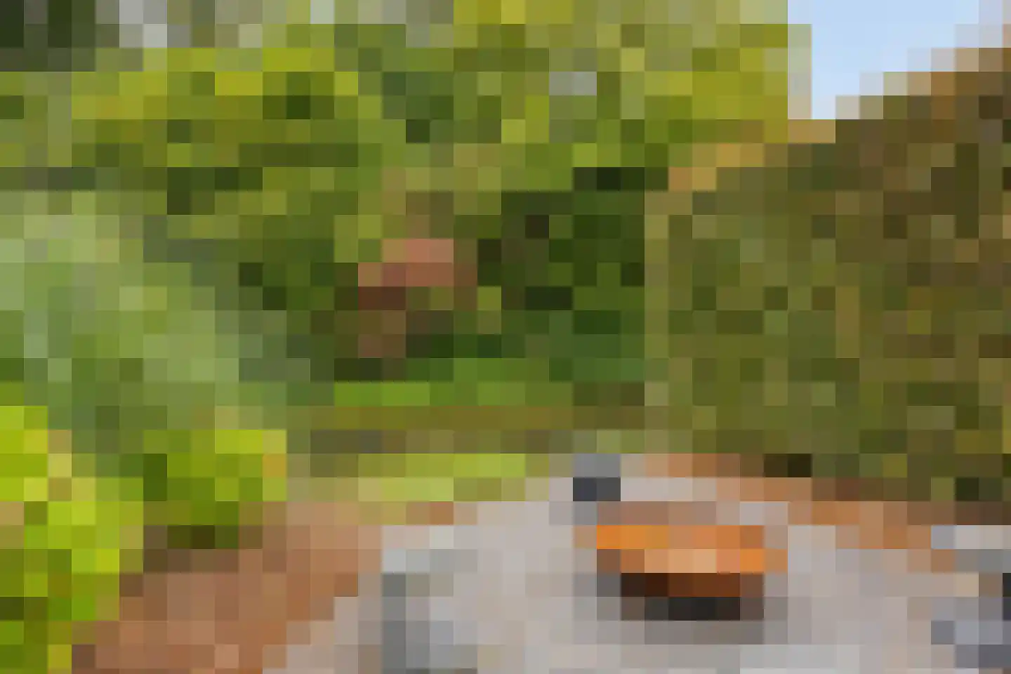 Eerste Buitenpepers 29 's-Hertogenbosch thumbnail 42
