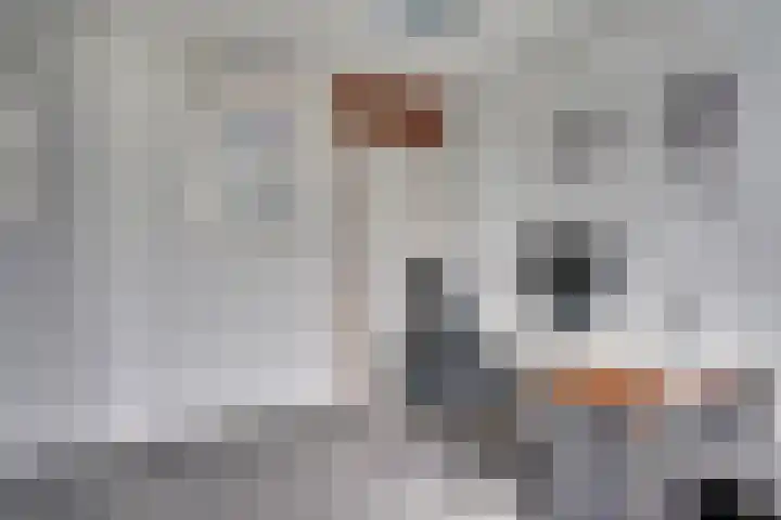 Eerste Buitenpepers 39 's-Hertogenbosch thumbnail 21