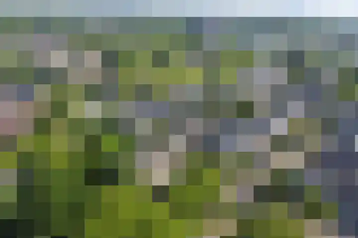 Eerste Haren 40 's-Hertogenbosch thumbnail 41