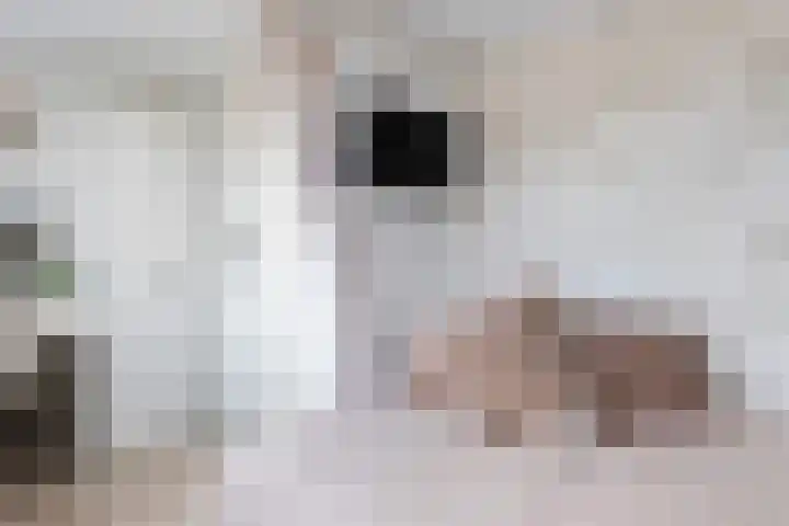 Eerste Hieronymus van Alphenstraat 17 Gouda thumbnail 39