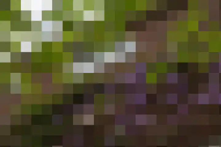 Eerste Molenweg 48 Blaricum thumbnail 31