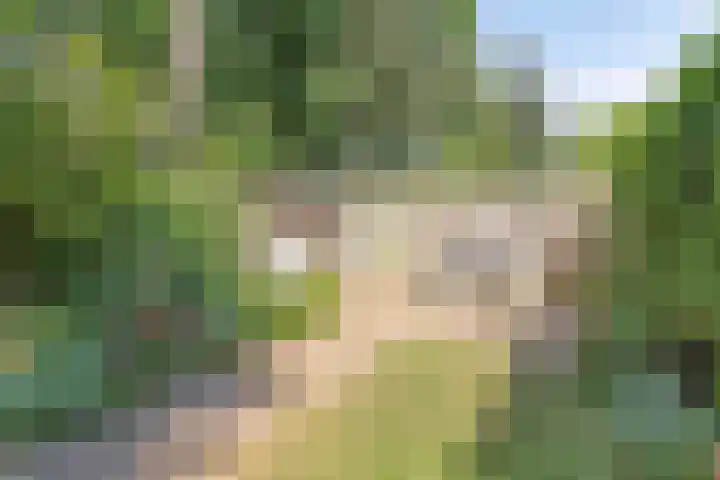 Eerste Morgen 18 's-Hertogenbosch thumbnail 11
