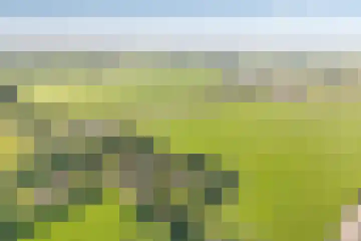 Eerste Schansweg 3 Balkbrug thumbnail 8