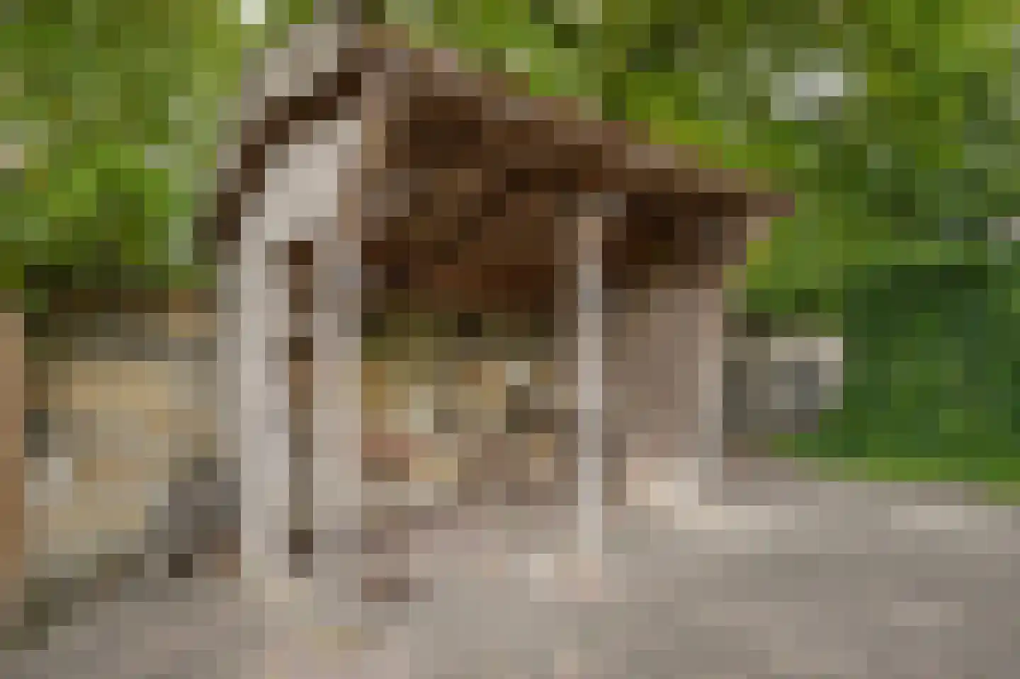 Eerste Stegge 1 Ootmarsum thumbnail 71