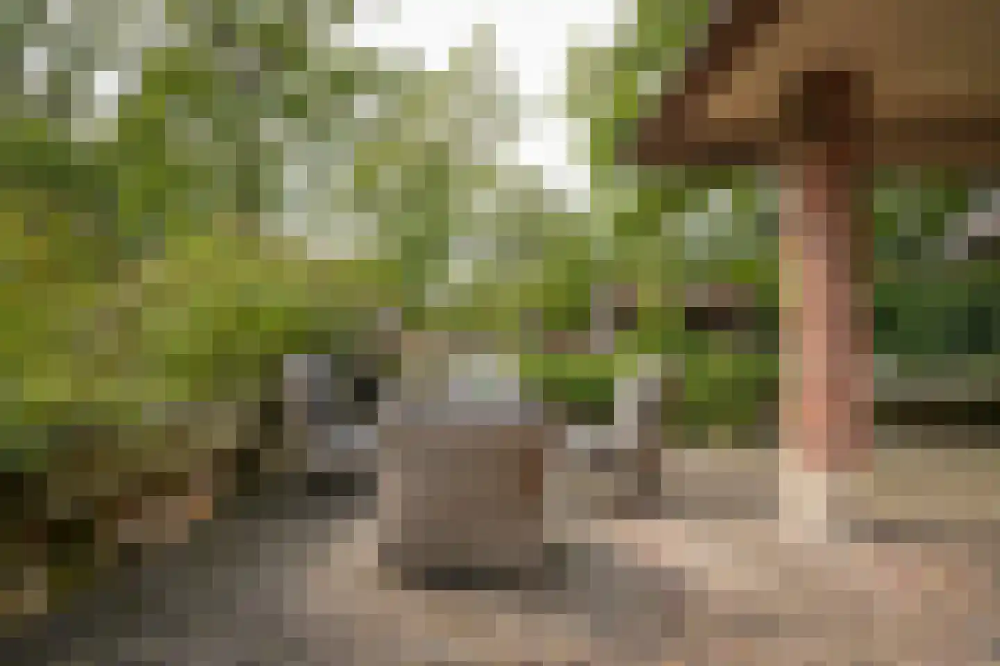 Eerste Stegge 1 Ootmarsum thumbnail 72